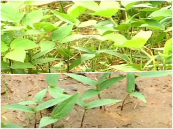 मूंग की बुआई की तैयारी