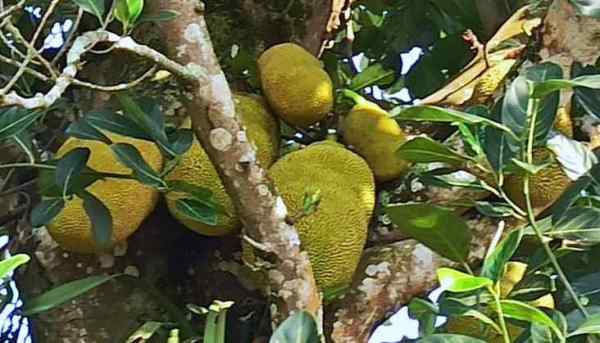 ग्राफ्टिंग से कटहल की नई पौध