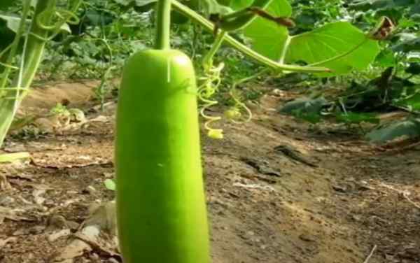 कम निवेश में अच्छा मुनाफा कम निवेश में अच्छा मुनाफा