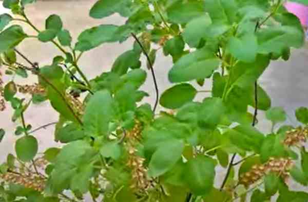 कम उपजाऊ जमीन पर तुलसी की खेती