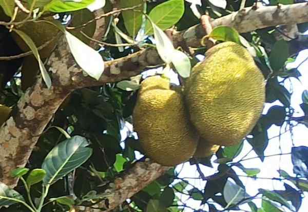 कटहल के पौधे की देखभाल 