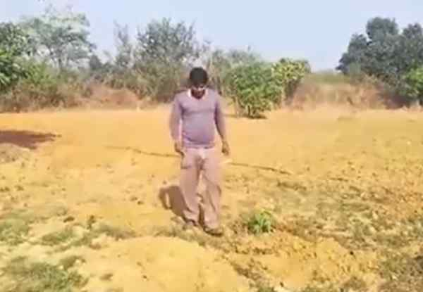 फूलों के अलावा फलों की बागवानी