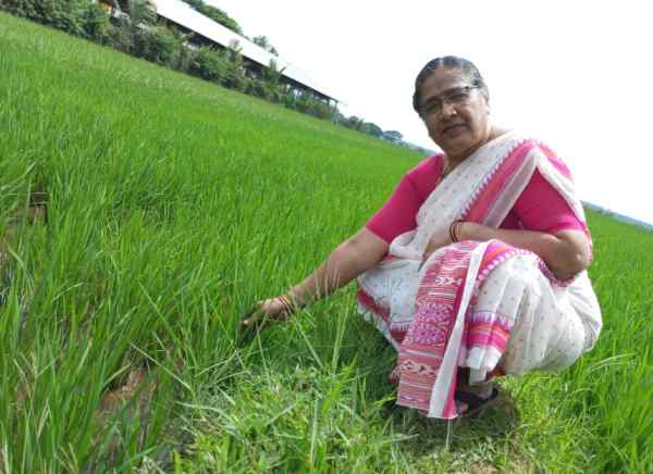 देसी धान की किस्मों का बीज संरक्षण देसी धान की किस्मों का बीज संरक्षण