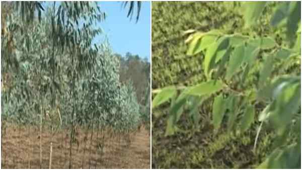 पांच साल में 50 लाख तक की आमदनी