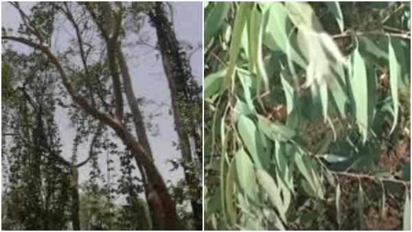 कैसे करें यूकेलिप्टस की रोपाई