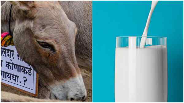 गधी का दूध महंगा, औषधीय गुणों से भरपूर
