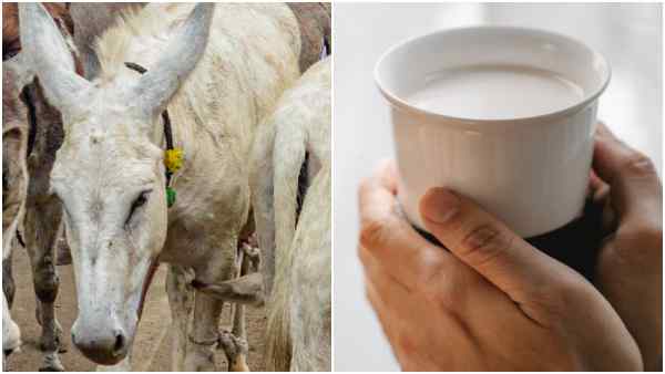 गधों से पहले खरगोश और मुर्गे भी पाले