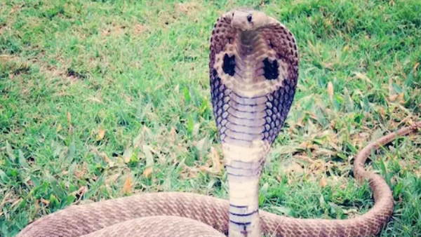 जंगल में संबंध बनाते समय प्रेमिका को सांप ने काटा