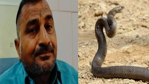 बांदा का किसान सांप को कच्चा खा गया