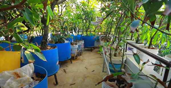 दूसरे लोगों को भी देते हैं आम का पौधा