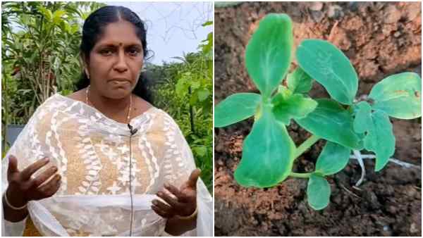 आगरा के मौसम में कई दुर्लभ उत्पाद