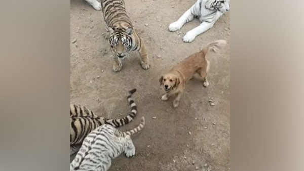 बाघ कुत्ते को ही समझते हैं अपनी मां!