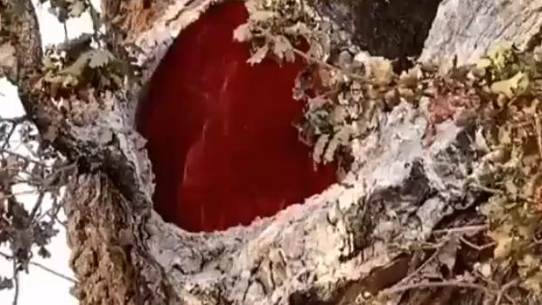 कैसे हुई ये घटना?