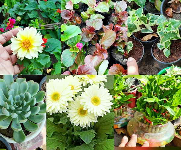 show your Aadhar card and take 15 plants, A initiative in Punjab for the sake of environment show your Aadhar card and take 15 plants, A initiative in Punjab for the sake of environment