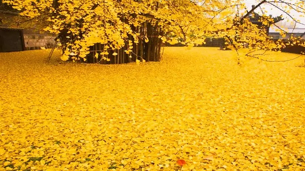 चीनी दवाईयों में इस्तेमाल चीनी दवाईयों में इस्तेमाल