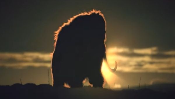 आर्कटिक की जंगलों में लौटेंगे मैमथ?