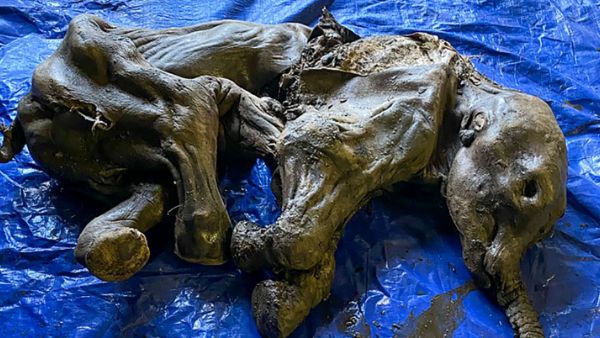 दुर्लभ खोज है बेबी मैमथ