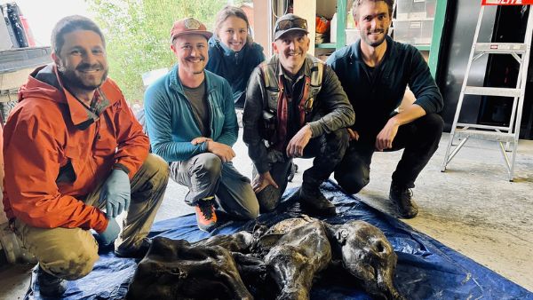 अभी भी सजीव दिख रहा है मैमथ