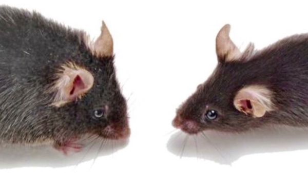 चूहों के उम्र को किया रीसेट