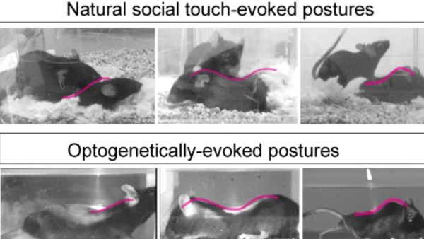 लंबे समय तक कर सकते हैं उम्र कंट्रोल