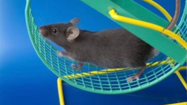 क्या है उम्र का रीसेट बटन?