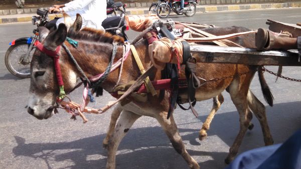 एयरपोर्ट पर गधा गाड़ी लाने दिया जाए