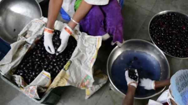 50 साल तक मिलते हैं फल 50 साल तक मिलते हैं फल