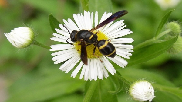 मधुमक्खियां कैसे हमारे इकोसिस्टम में मदद करती है? 