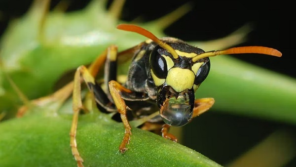 'मधुमक्खियां उस जैव विविधता का हिस्सा, जिस पर हम सभी अपने अस्तित्व के लिए निर्भर हैं...'