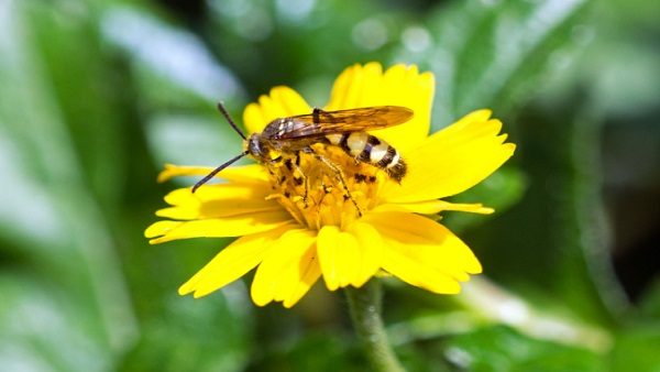 मधुमक्खियां पृथ्वी पर जीवन के लिए सबसे जरूरी, आखिर कैसे