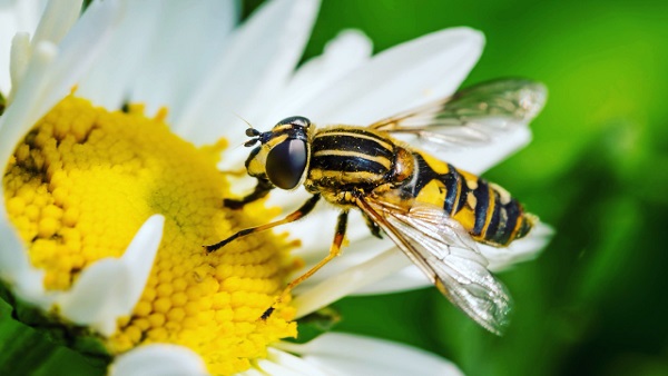 मधुमक्खियों से मानव जीवन का क्या है कनेक्शन