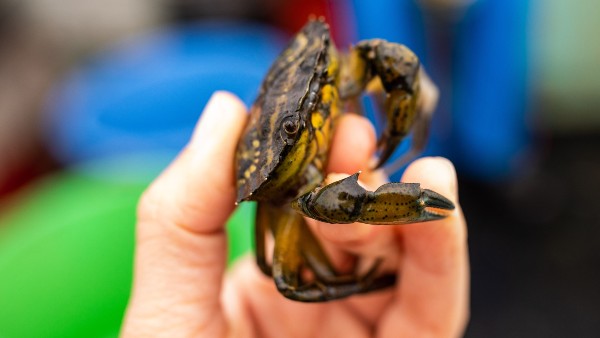 क्यों केकड़ों से बना रहे व्हिस्की?