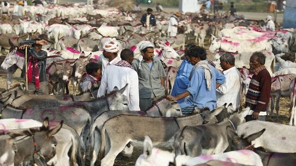 गधे का इस्तेमाल