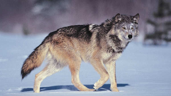 रैकून तो नहीं?