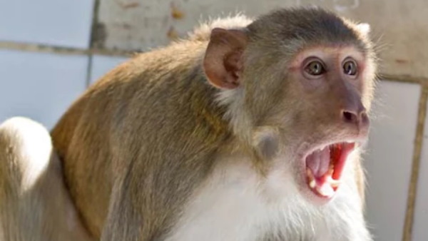 मासूम को गोद में लेकर छत पर टहल रहे थे पिता