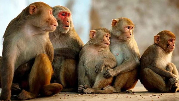 बंदरों ने घरवालों पर भी किया हमला