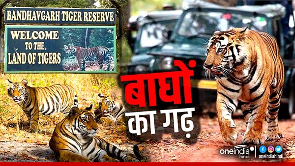 बाघ पुनर्स्थापना का केंद्र बना बांधवगढ़ टाइगर र‍िजर्व