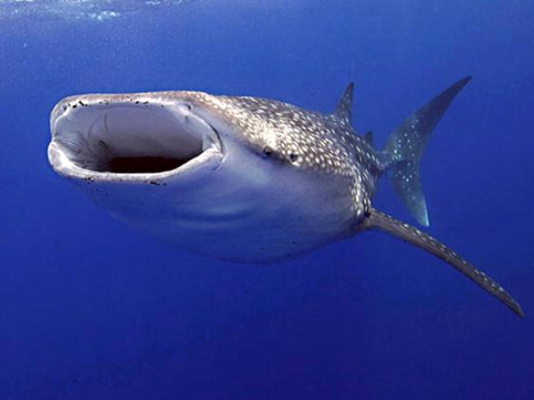 कैसे बनती है व्हेल की उल्टी कैसे बनती है व्हेल की उल्टी