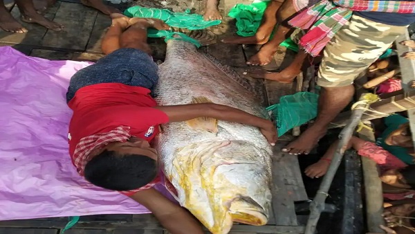  26000 रुपए किलो बिकी मछली