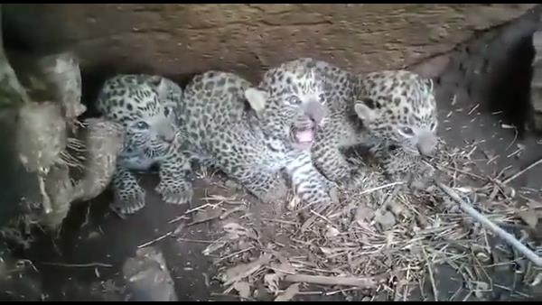 धार जिले के बोरी गांव की पहाड़ी पर जन्मे शावक 