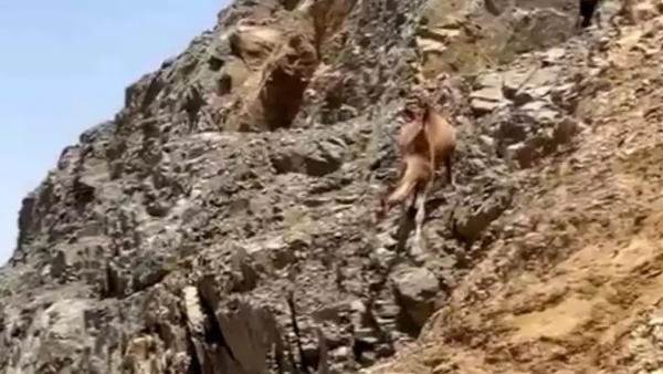 पहाड़ से नीचे उतर रहा था ऊंट, अचानक पैर फिसला