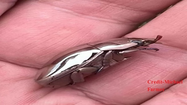 इतना चमकीला की साफ-साफ दिखता है चेहरा इतना चमकीला की साफ-साफ दिखता है चेहरा