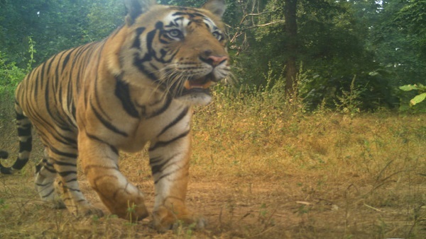 बाघों की नई पीढ़ी के गर्वीले पदचाप