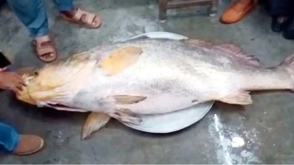 13 लाख में बिकी मछली