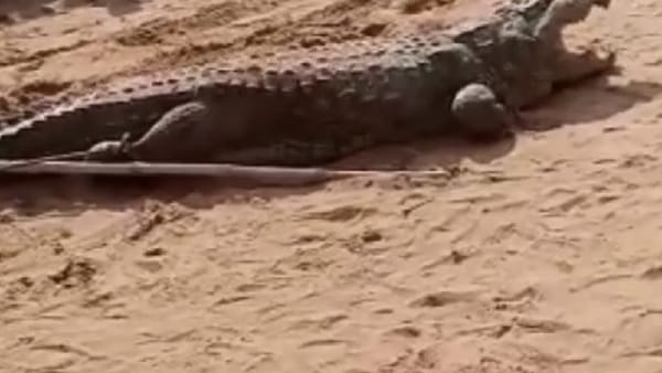 Crocodile,3 Crocodile,3