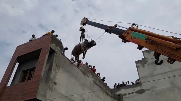 उतारने से पहले सांड को किया गया बेहोश