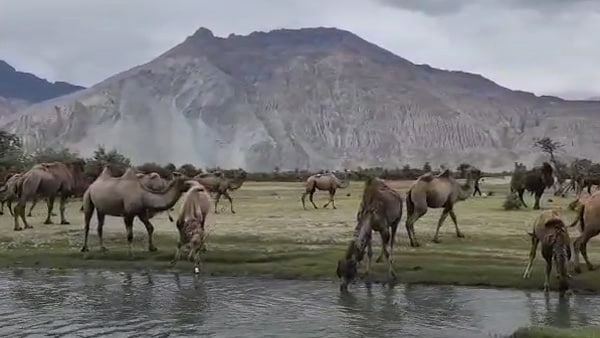 बैक्‍ट्र‍ियन केमल ऊंट की बाहरी प्रजात‍ि है