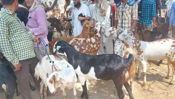 कई नस्ल के बकरे की हो रही है बिक्रि