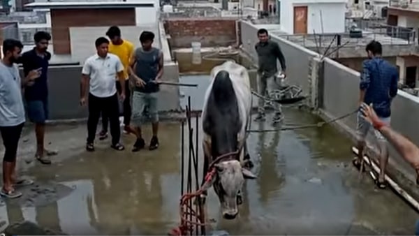  सांड 4 मंजिला घर की छत पर चढ़ गया