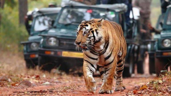 जंगली हाथ‍ियों के कारण टाइगर कंजर्वेशन में आ रही चुनौती 